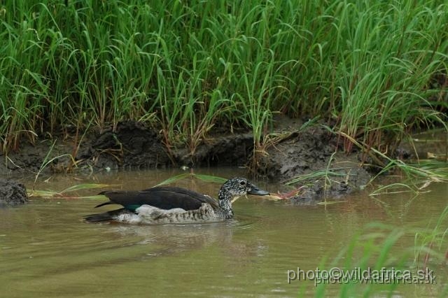 puku rsa 189.jpg - Comb (Knock-billed) Duck (Sarkidiornis melanotos)